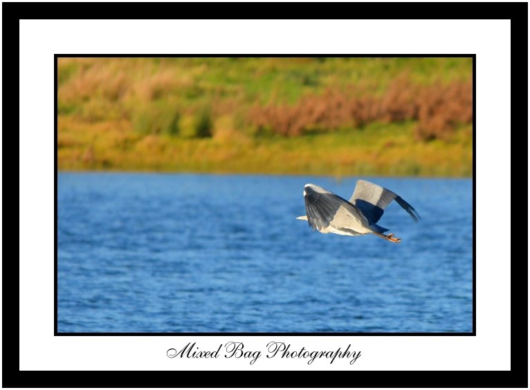 Heron mid flight