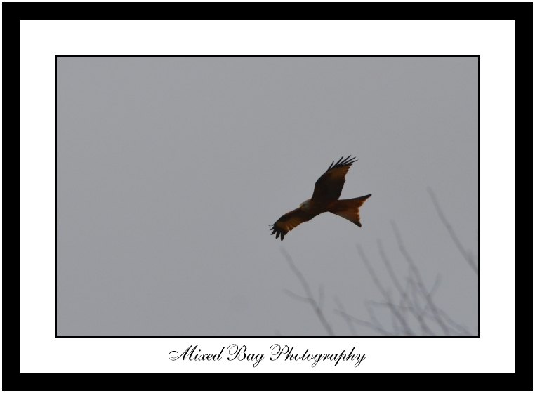 Red Kite near Allerton Park
