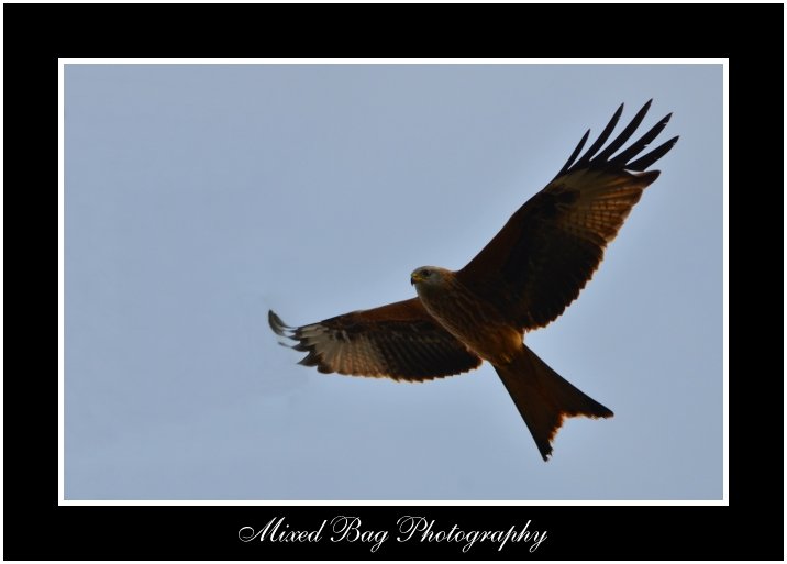 Red Kite in Yorkshire